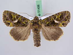 Image of orache moth