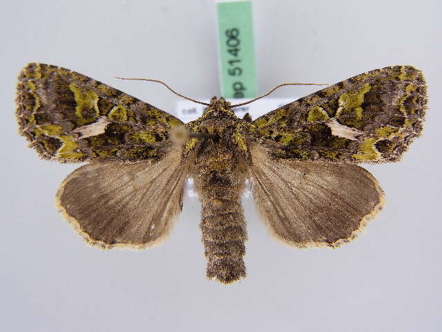 Image of orache moth