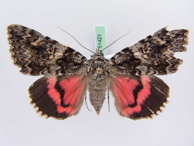 Image of Light crimson underwing moth