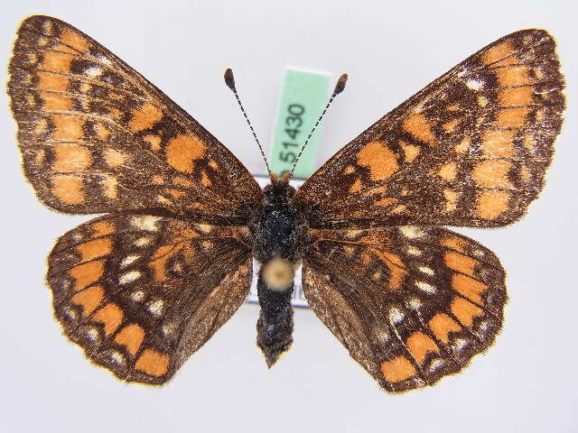 Image of <i>Euphydryas maturna</i>