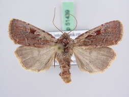 صورة Xestia agathina Duponchel 1827