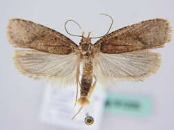 Image de Agonopterix astrantiae Heinemann 1870