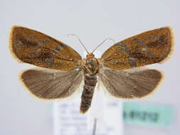 Image of leches twist moth