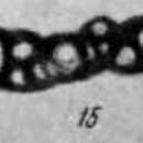 Image of Brunsiella ammodiscoidea (Rauzer-Chernousova 1938)