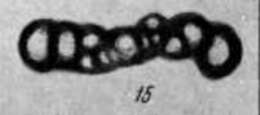 Image of Brunsiella ammodiscoidea (Rauzer-Chernousova 1938)