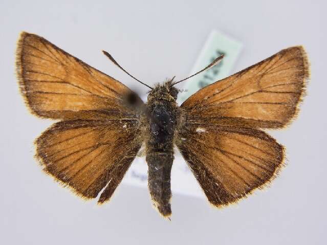 Image of small skipper