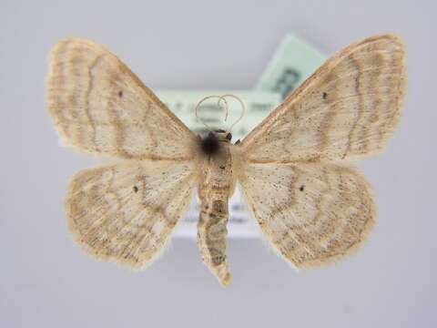 Image of Idaea deversaria Herrich-Schäffer 1847