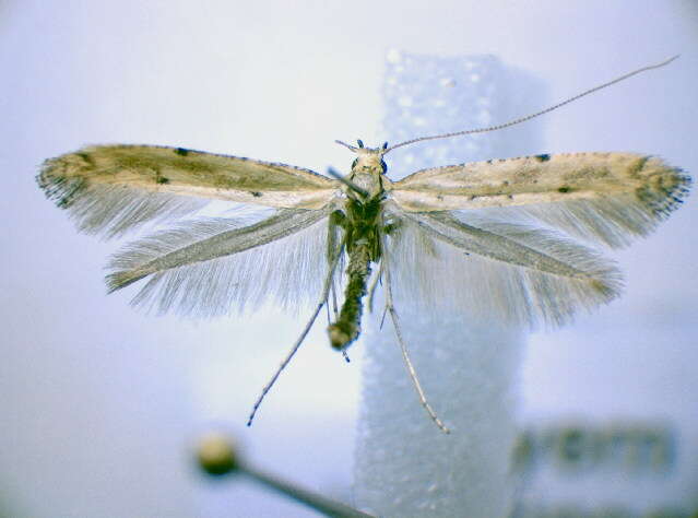 Image of Caloptilia populetorum (Zeller 1839)