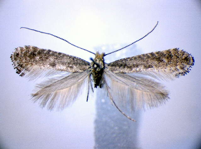 Image of Parornix petiolella (Frey 1863)