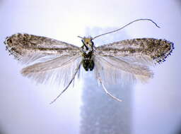 Image of Parornix petiolella (Frey 1863)