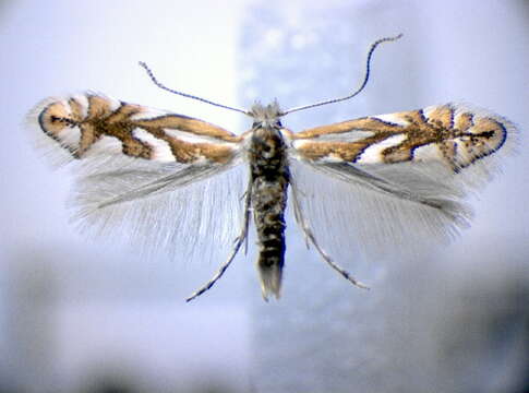 Image of Phyllonorycter blancardella (Fabricius 1781)