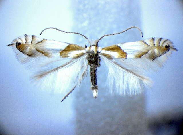 Image of Phyllonorycter roboris (Zeller 1839)