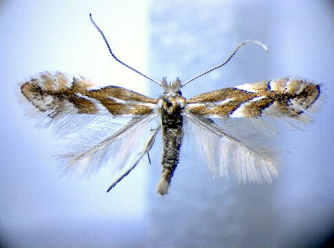 صورة Phyllonorycter salictella (Zeller 1846)