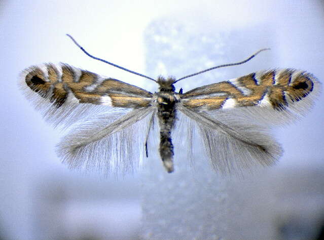 Imagem de Phyllonorycter strigulatella (Zeller 1846)