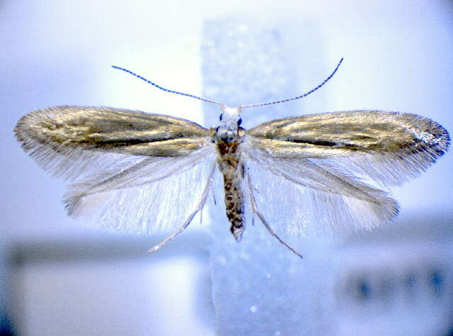 Imagem de Argyresthia arceuthina Zeller 1839