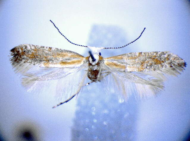 Image of Argyresthia dilectella Zeller 1874