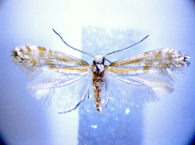 Image of Argyresthia abdominalis Zeller 1839