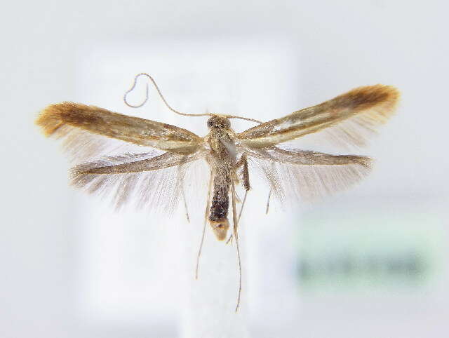 Image of Caloptilia robustella Jäckh 1972