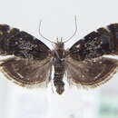 Image of <i>Prochoreutis holotoxa</i>