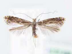 Image of Blackthorn Slender