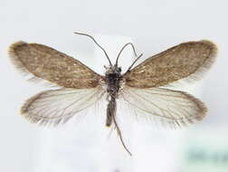 Image of Purplish Birch-miner Moth