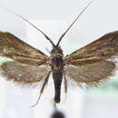 Imagem de <i>Nemophora violellus</i>