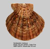 Image of Nodipecten Dall 1898