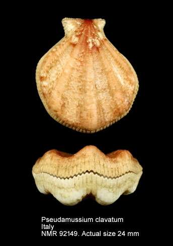 Image of club scallop