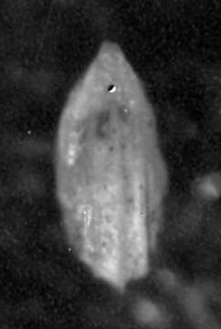 Image of Lenticulina stachi Huang 1967