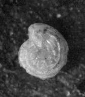 Image of Lenticulina stachi Huang 1967