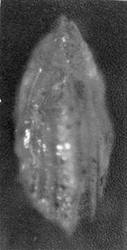 Image of Lenticulina stachi Huang 1967