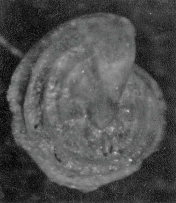 Image of Lenticulina stachi Huang 1967