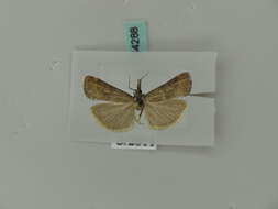 Hypochalcia lignella Hübner 1796 resmi