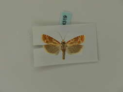 Image of European pine shoot moth