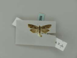 Image of square-barred bell moth