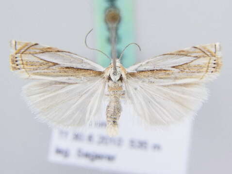 Image of Crambus uliginosellus Zeller 1850