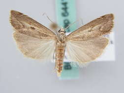 صورة <i>Agriphila geniculea</i>