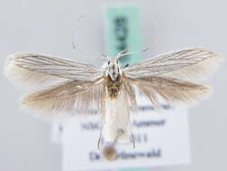 Image of Coleophora brevipalpella Wocke 1874