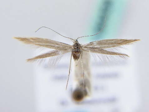 Coleophora alticolella Zeller 1849的圖片