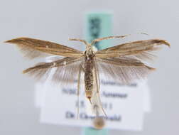 Image of Coleophora wockeella Zeller 1849