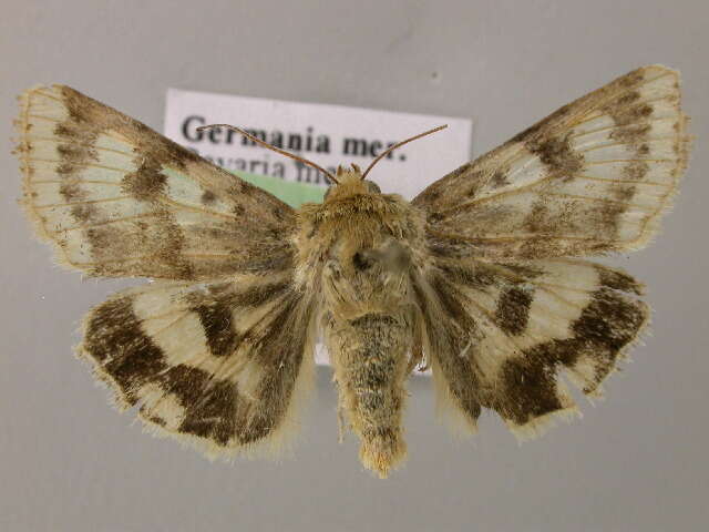 Image of <i>Heliothis viriplaca</i>