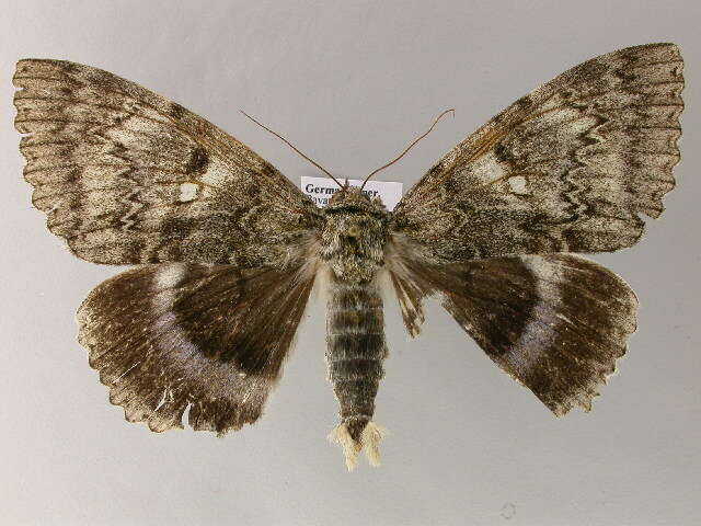 Image of clifden nonpareil