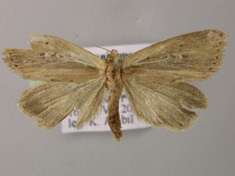 Image of white-mantled wainscot