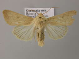 Image of <i>Mythimna vitellina</i>