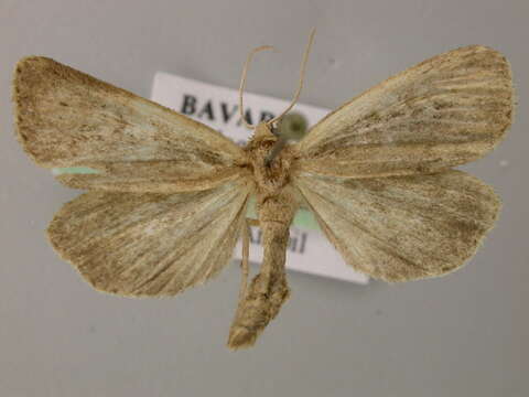 Image of white-mantled wainscot