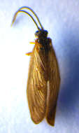Image of Black Spongillafly