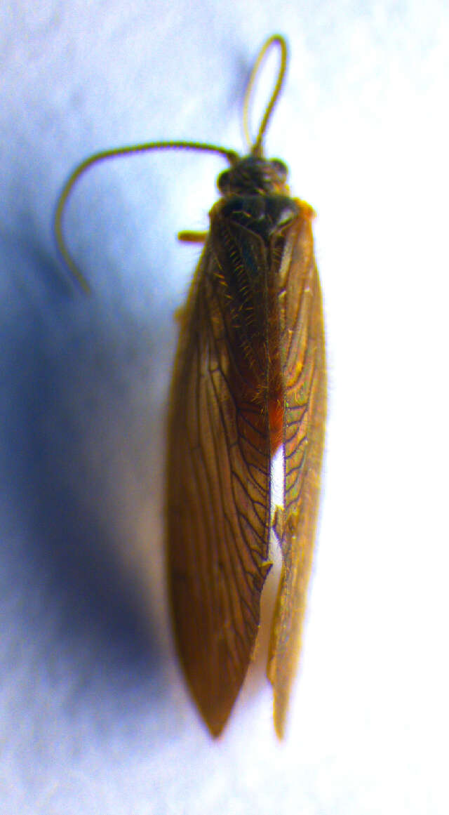Image of Black Spongillafly