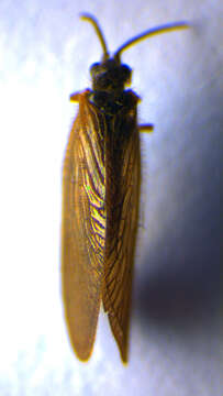 Image of Black Spongillafly