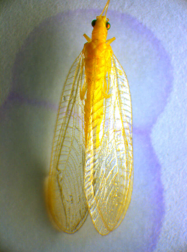 Image of Chrysoperla carnea