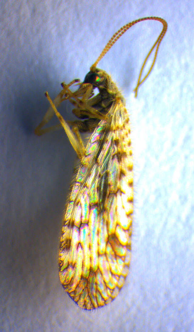 Image of Brown lacewing